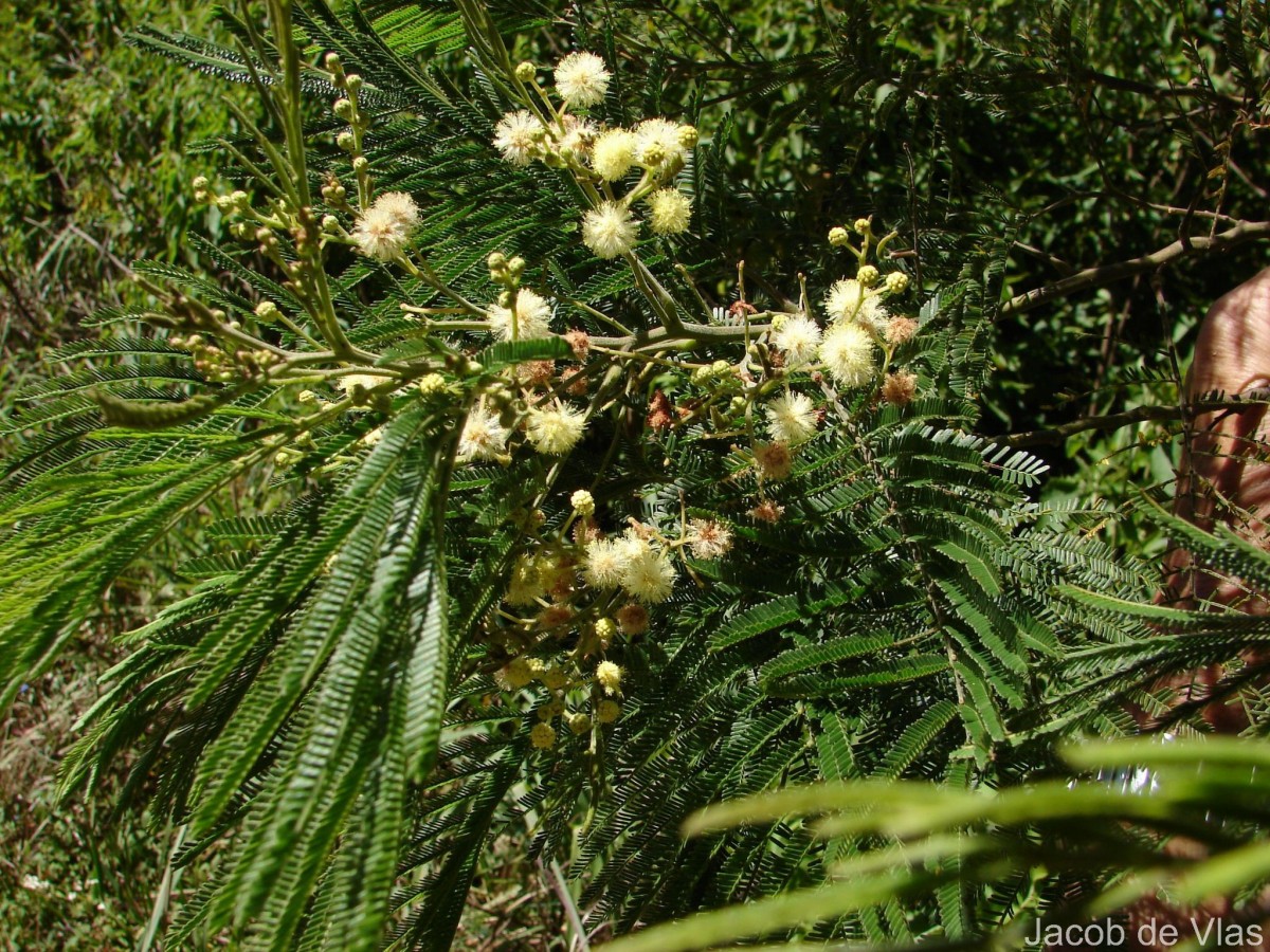 Acacia mearnsii De Wild.